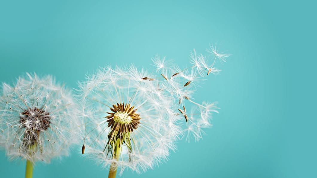 Image of two dandelions with some of the seeds blowing away