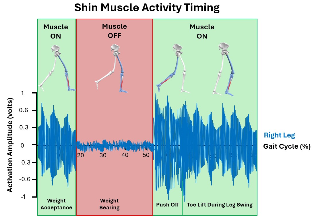 Example plot of EMG muscle activity signal for the shin muscle