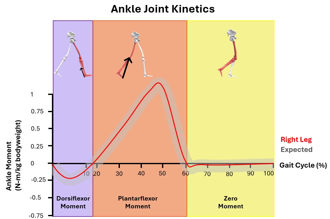 Example of ankle joint kinetics plot over the course of a gait cycle