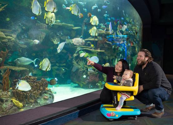 Parents and baby in chair on wheels looking at aquarium window