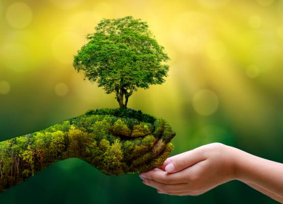 Hand holding a small plant and giving to another hand