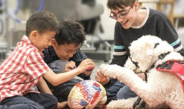 Three young boys and a guide labrador dog playing and looking at a model of a brain 