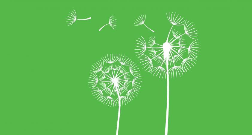 white dandelions on a green background