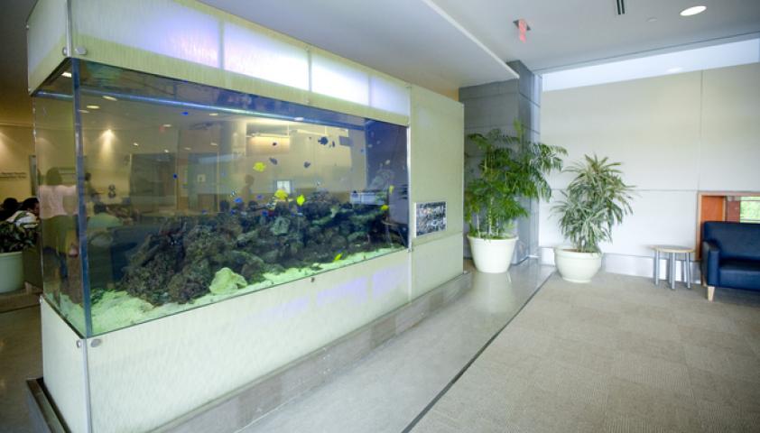 Dental reception is located past the ‘Fish Tank’ as you exit the elevators