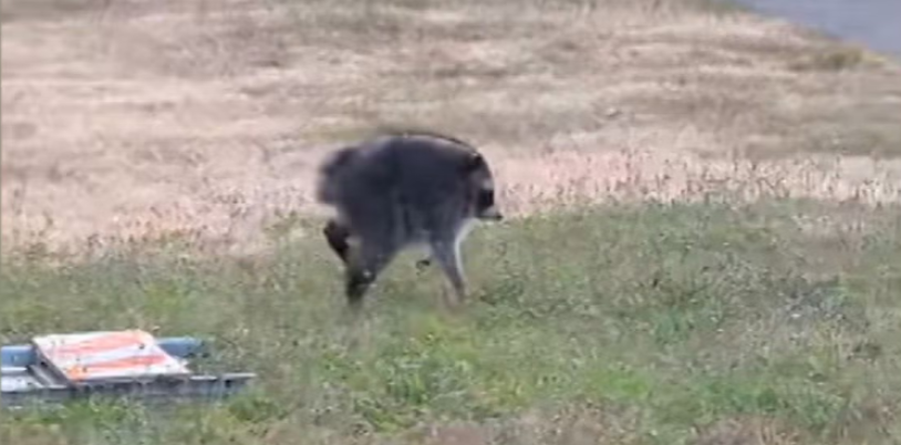 an unusually round raccoon
