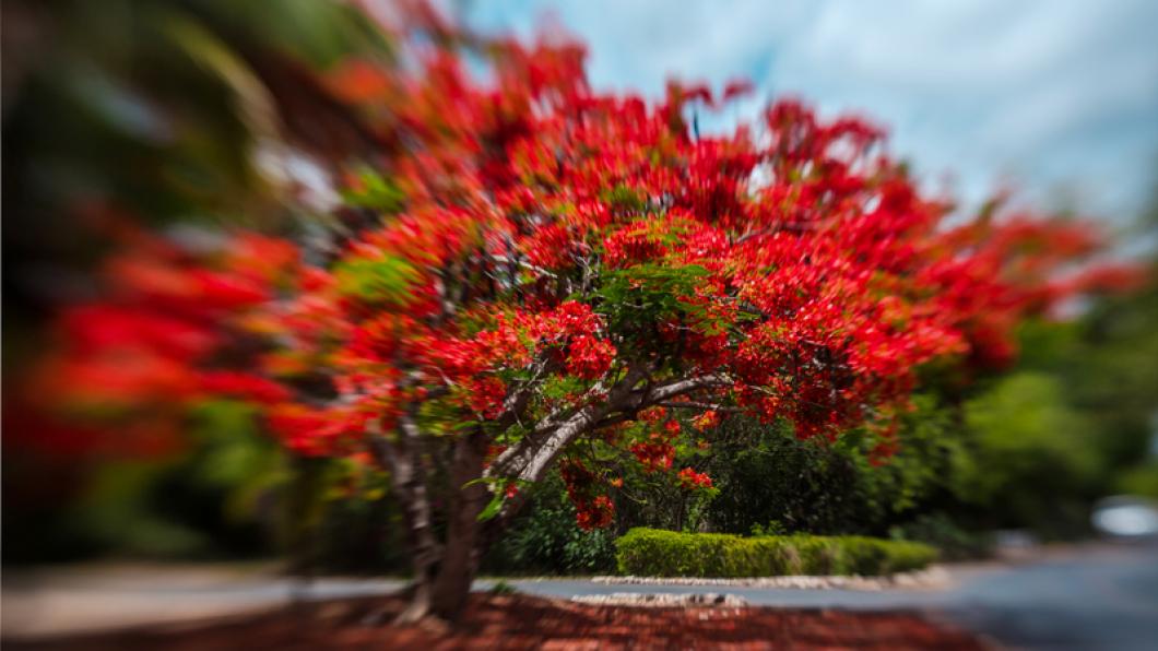 Photo of a tree with brilliant red leaves that is distorted