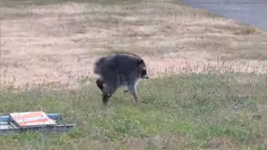 an unusually round raccoon