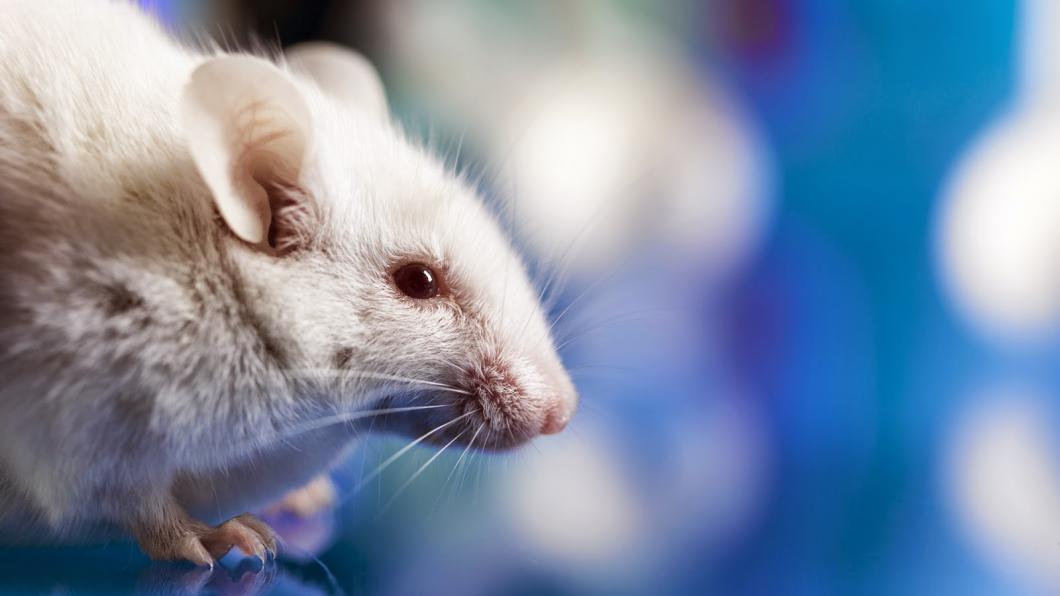 Mice are key players in study of autism drugs