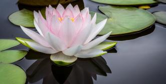 Light pink lotus flower amidst lily pads on a dark water-y base